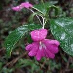 Impatiens firmula Flor