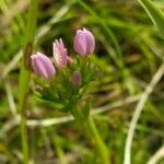 Centaurium littorale फूल