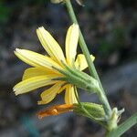 Chondrilla juncea Flor