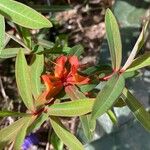 Euphorbia griffithii Flor