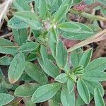 Trifolium arvense Likasa