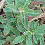 Trifolium arvense Yaprak