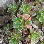 Saxifraga marginata Hoja