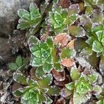 Saxifraga marginata Yaprak