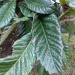 Rhaphiolepis bibas Leaf