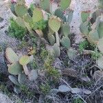 Opuntia microdasysList