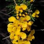 Dillwynia floribunda Flower