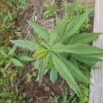 Solidago canadensisBlad