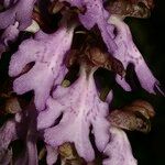 Himantoglossum metlesicsianum Lorea
