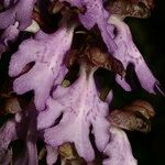 Himantoglossum metlesicsianum Květ