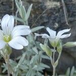 Cerastium tomentosum फूल