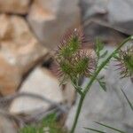 Caucalis platycarpos Mbuma