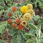 Acacia nilotica Flower