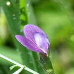 Vicia peregrina Flor