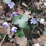 Anemone hepatica Агульны выгляд