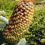 Abies procera Gyümölcs