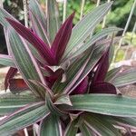 Tradescantia spathacea പുഷ്പം