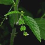 Caperonia palustris अन्य