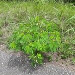 Cassia obtusifolia Habit