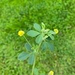 Medicago lupulinaKwiat