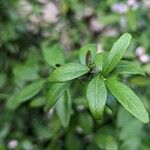 Citrus australasica Leaf