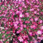 Saxifraga rosacea Blomst