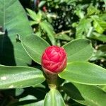 Costus woodsonii Fruit