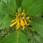 Hamelia patens ফুল