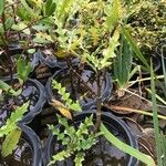 Acanthus ilicifolius Habitus