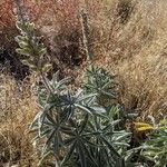 Lupinus formosus Leaf