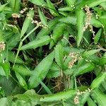 Persicaria minor Foglia