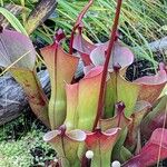 Heliamphora ionasi Лист