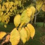 Betula alleghaniensis List