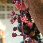 Barringtonia racemosa Blomma