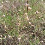 Petrorhagia prolifera 形態