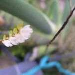 Bolusiella zenkeri Flower