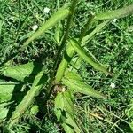 Phyteuma betonicifolium Hoja