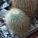 Parodia lenninghausii Fuelha