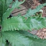 Asplenium antiquum Folla