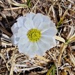 Trollius lilacinus Flower