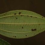 Miconia tschudyoides Leaf