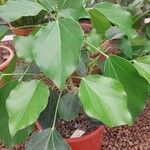 Oreopanax nymphaeifolius Hoja