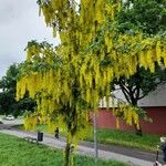 Laburnum alpinum Hábito