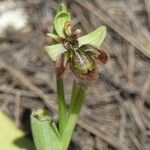 Ophrys × fernandii