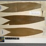 Geonoma leptospadix Hoja