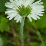 Aster bellidiastrum Bloem