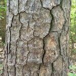 Pinus echinata Corteza