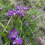 Iris pumila Цветок