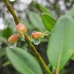 Cunonia balansae Fruto