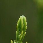 Erica reunionensis Feuille